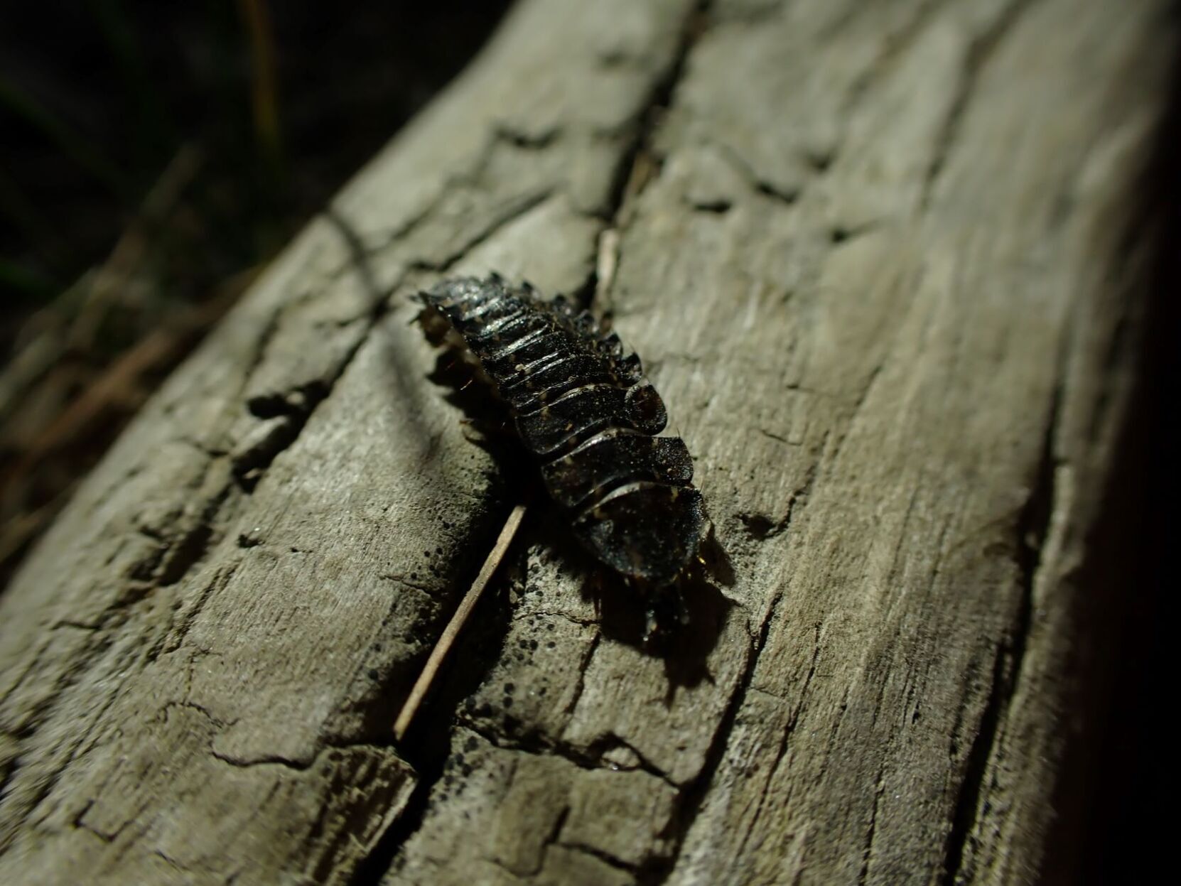 Firefly larvae, Boundary Waters, Minnesota